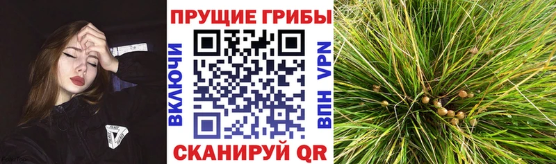 как найти   Семикаракорск  Галлюциногенные грибы Psilocybe 